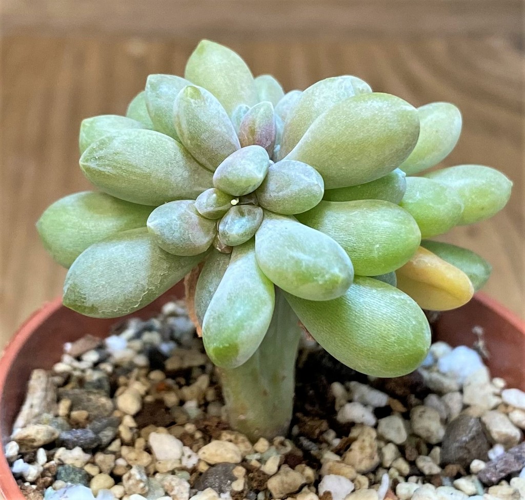 SH26801 Pachyveria ‘Clavifolia’ f. cristata - Image 2
