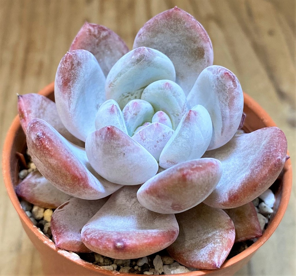 SH26803 Echeveria 'Monroe' - Image 2