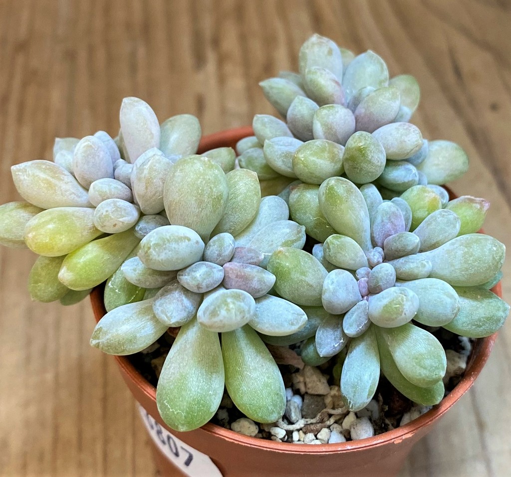 SH26807 Pachyveria ‘Clavifolia’ f. cristata - Image 2