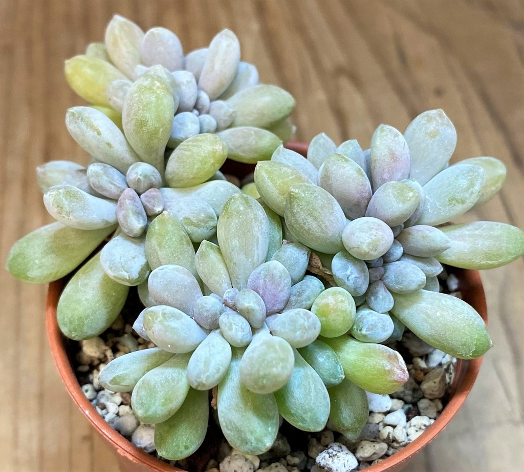 SH26807 Pachyveria ‘Clavifolia’ f. cristata