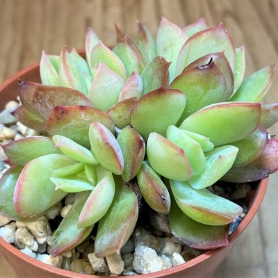 SH26809 Echeveria 'Luella'