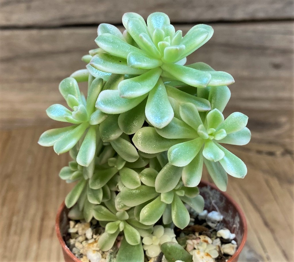 SH26812 Sedum 'Joyce Tulloch' f. variegata - Image 2