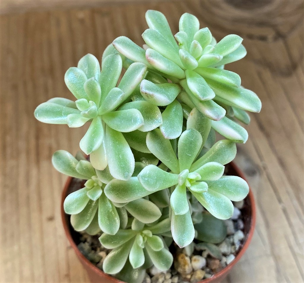 SH26812 Sedum 'Joyce Tulloch' f. variegata