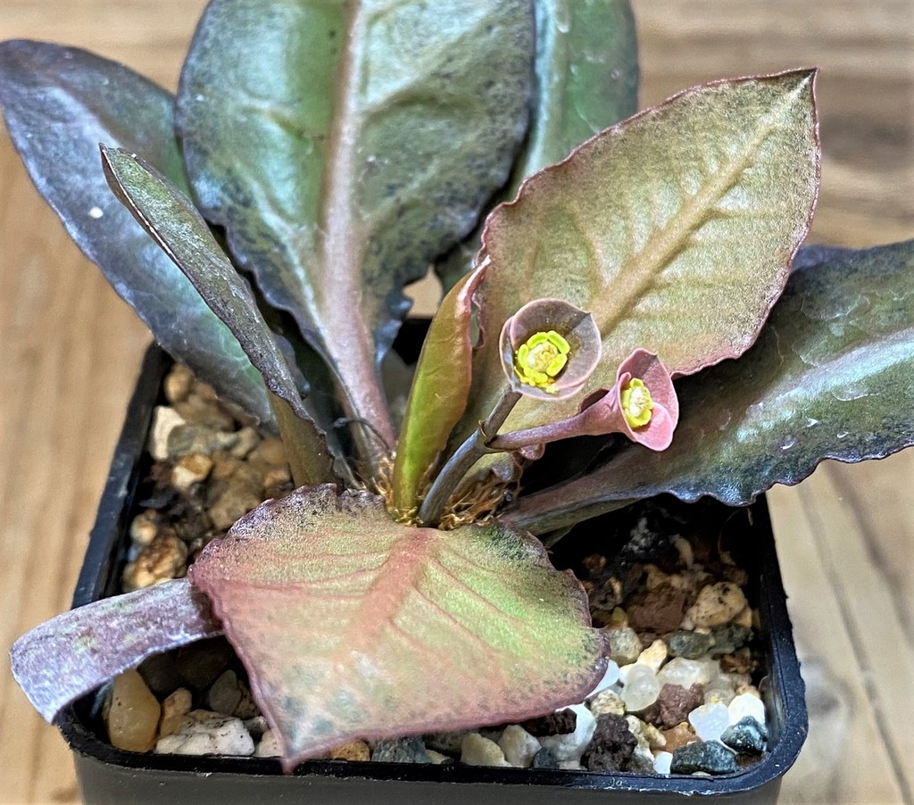 SH26765 Euphorbia francoisii hybrid - Image 2