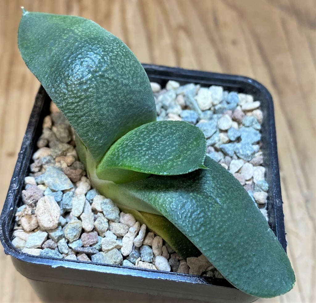 SH26760 Gasteria armstrongii