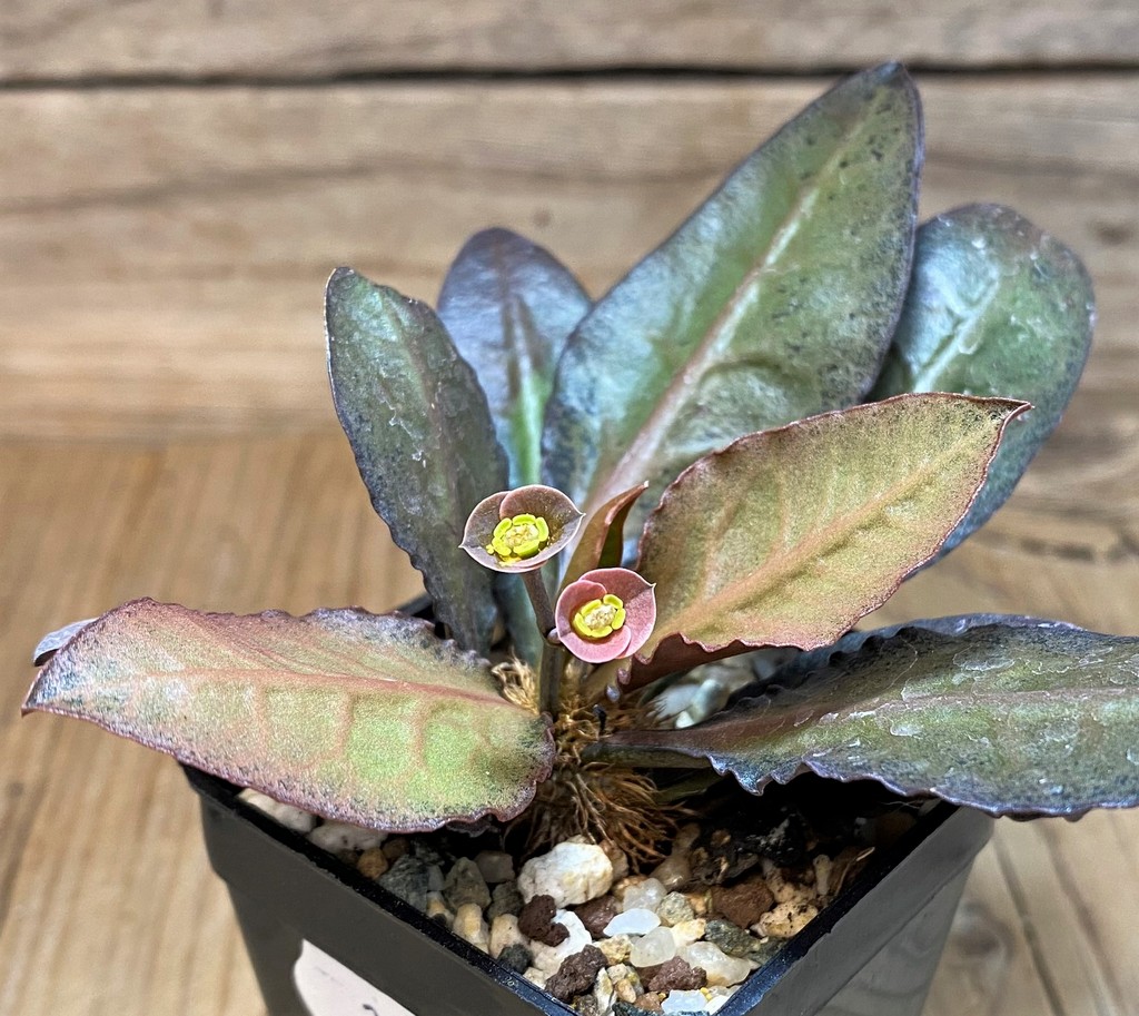 SH26765 Euphorbia francoisii hybrid - Image 3