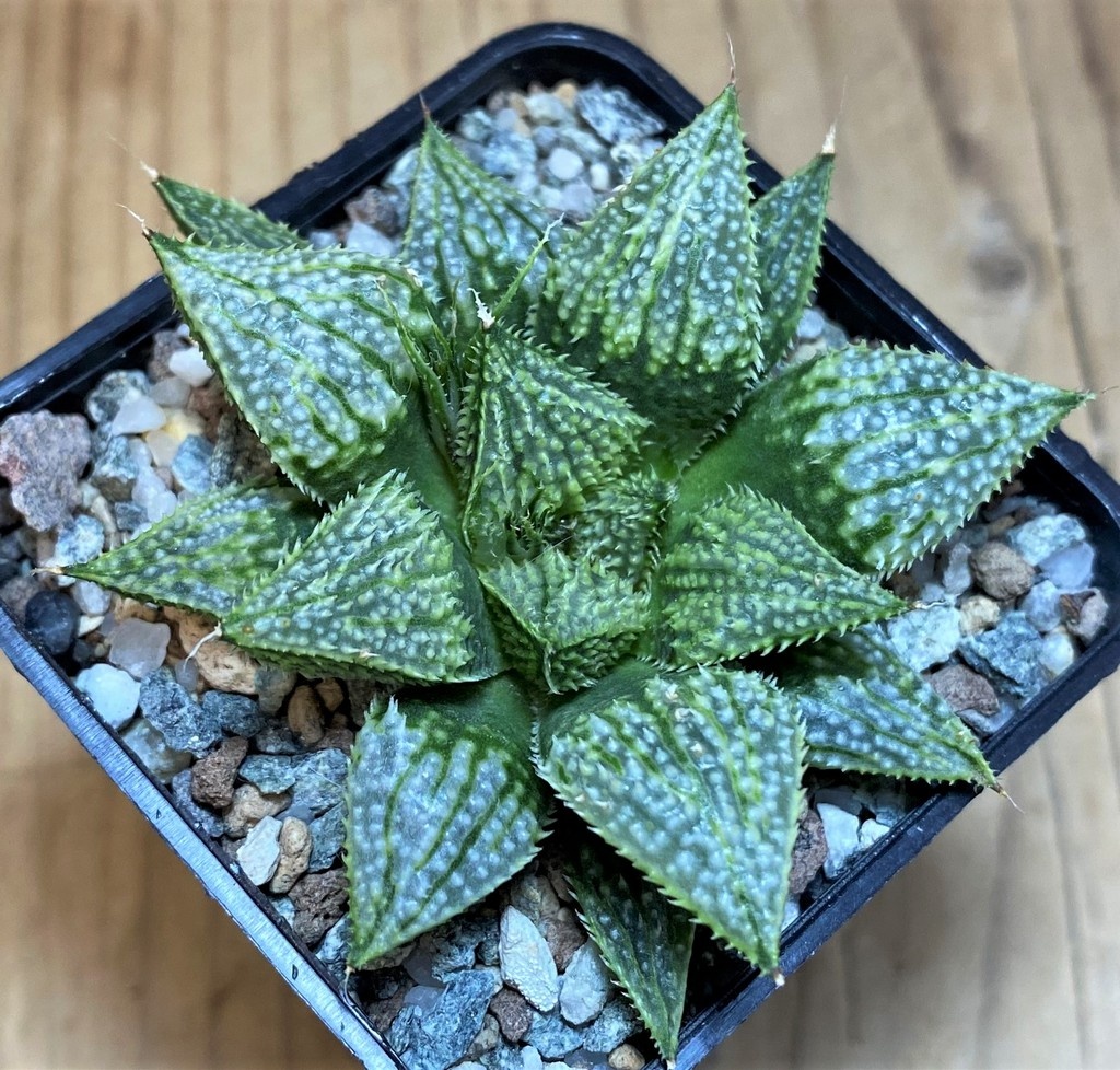 SH26770 Haworthia 'Snow Ball' hybrid