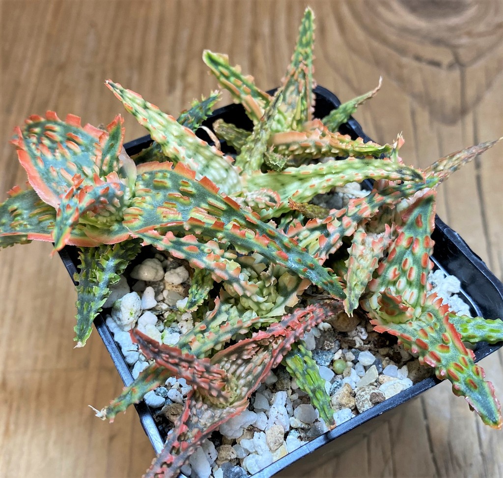 SH26772 Aloe TCT hybrid mix - Image 2