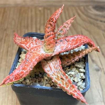 SH26777 Aloe TCT hybrid