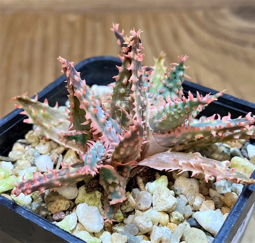 SH26778 Aloe TCT hybrid