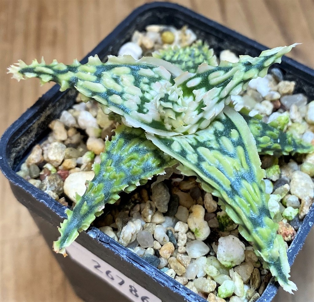 SH26786 Aloe TCT hybrid