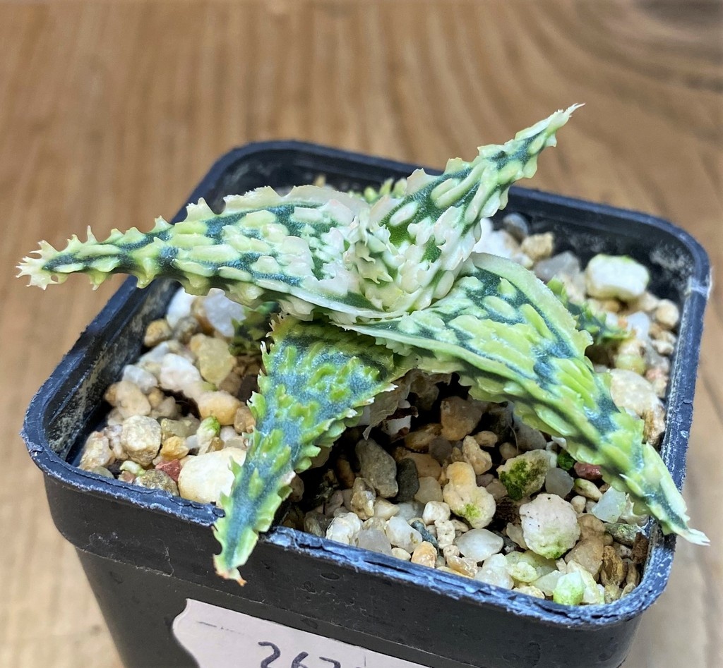 SH26786 Aloe TCT hybrid - Image 2