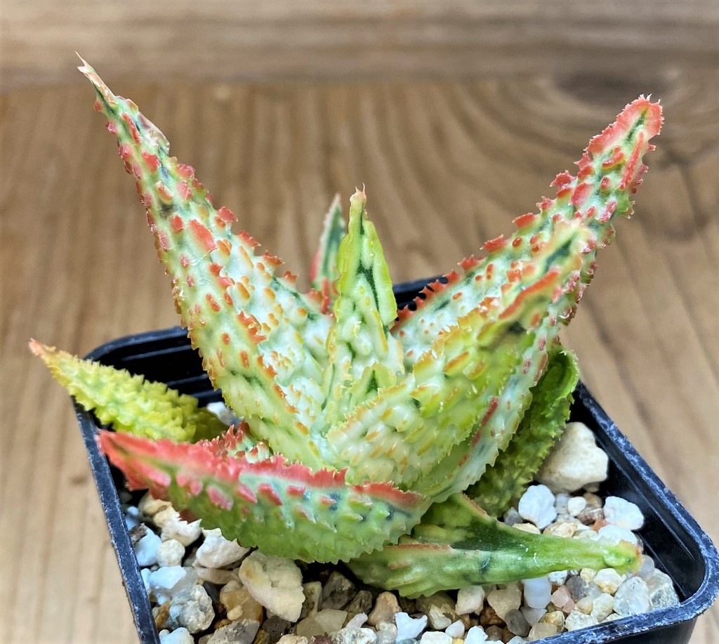 SH26787 Aloe TCT hybrid