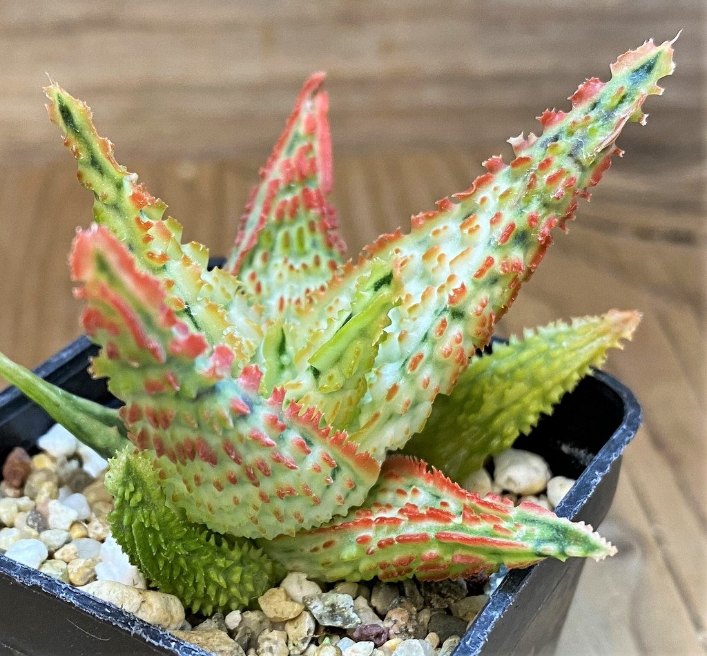 SH26787 Aloe TCT hybrid - Image 2