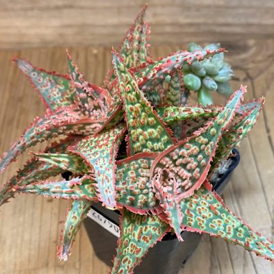 SH26790 Aloe TCT hybrid