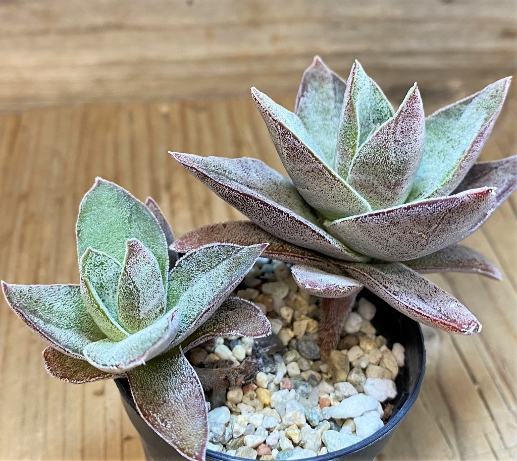 SH26792 Crassula ‘Garnet Lotus’ - Image 2