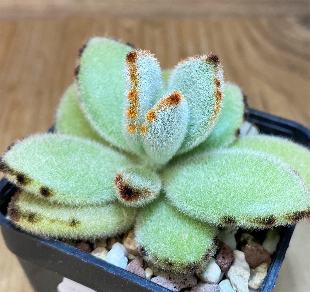 SH26768 Kalanchoe tomentosa - Image 2