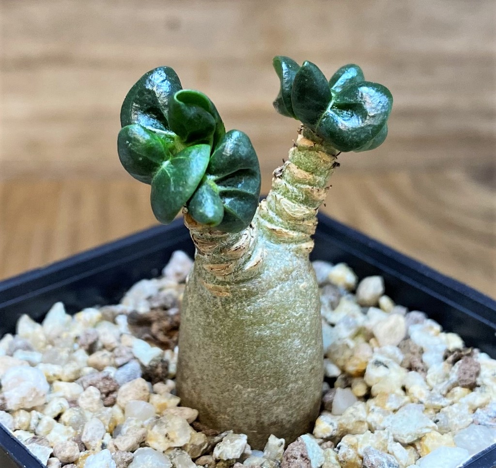 SH26858 Adenium arabicum DHA