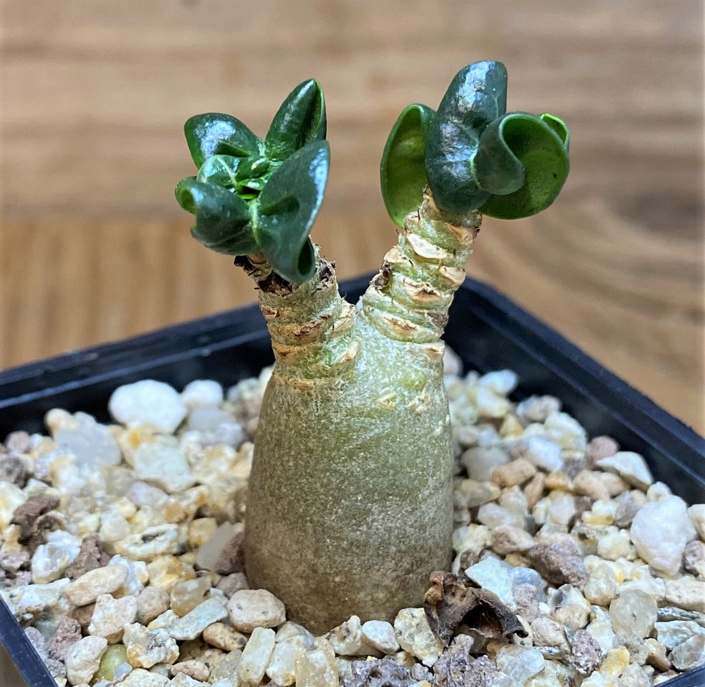 SH26858 Adenium arabicum DHA - Image 2