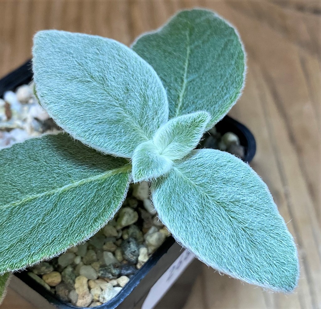 SH26864 Sinningia leucotricha