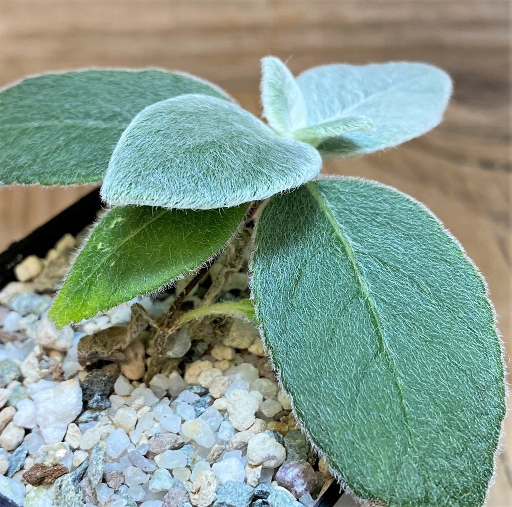 SH26864 Sinningia leucotricha - Image 2
