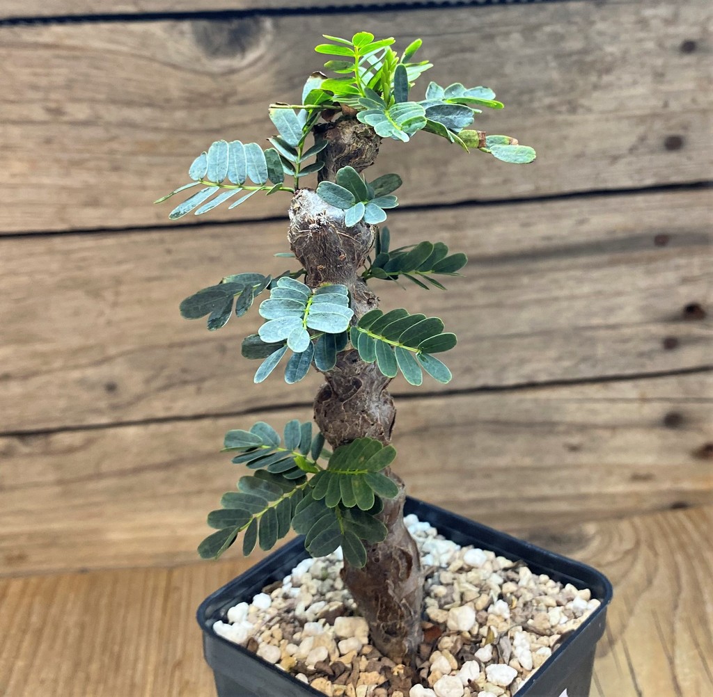 SH26868 Senna meridionalis