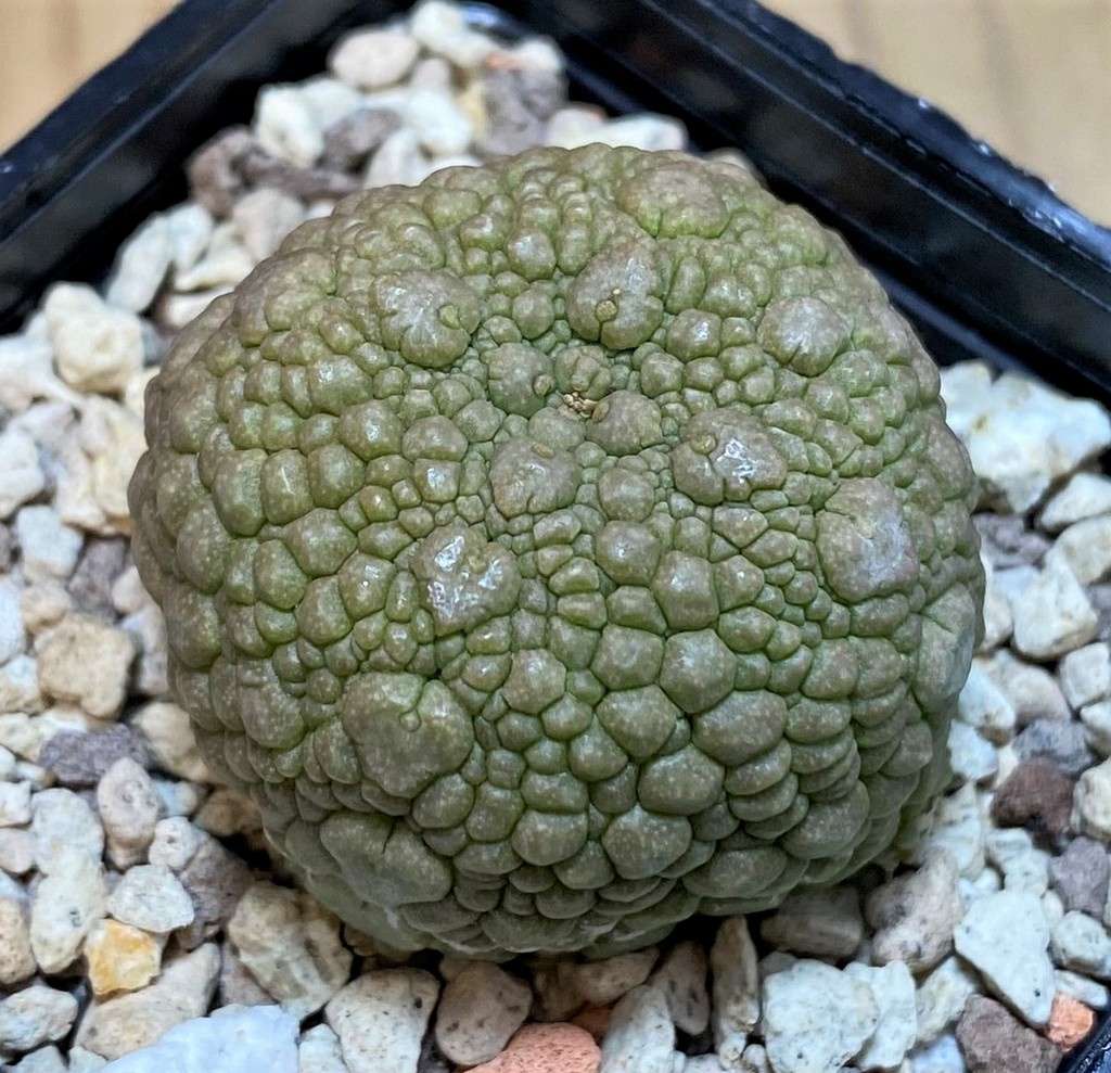 SH26869 Pseudolithos migiurtinus