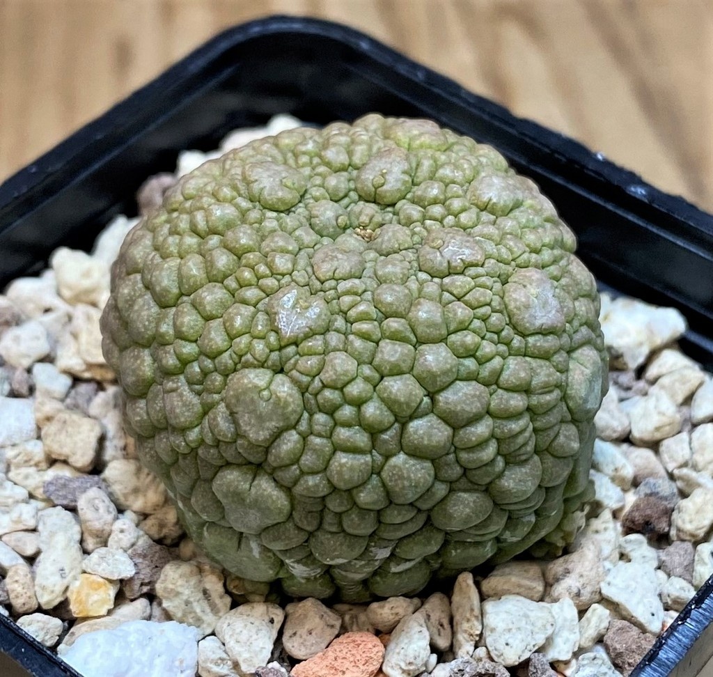 SH26869 Pseudolithos migiurtinus - Image 2