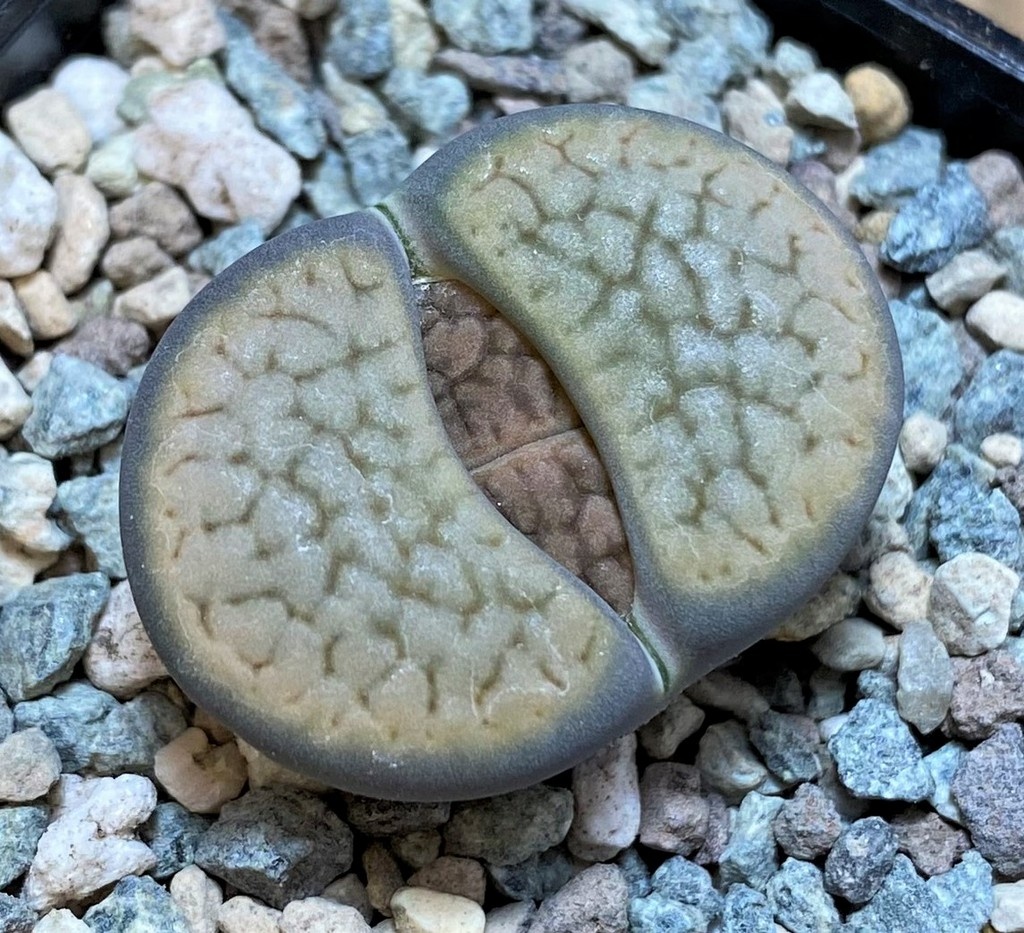SH26879 Lithops hookeri v. dabneri C301