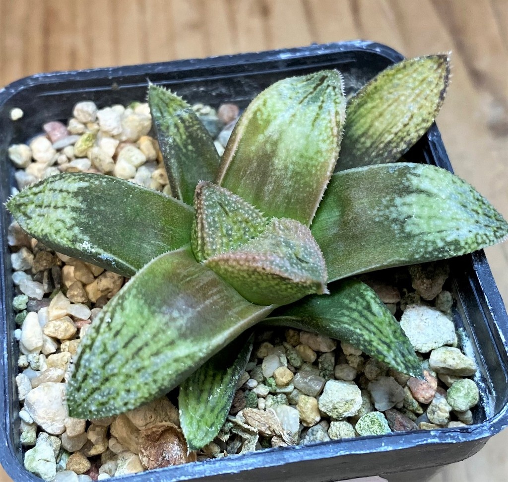SH26824 Haworthia splendens 'Hakuja' hybrid - Image 2