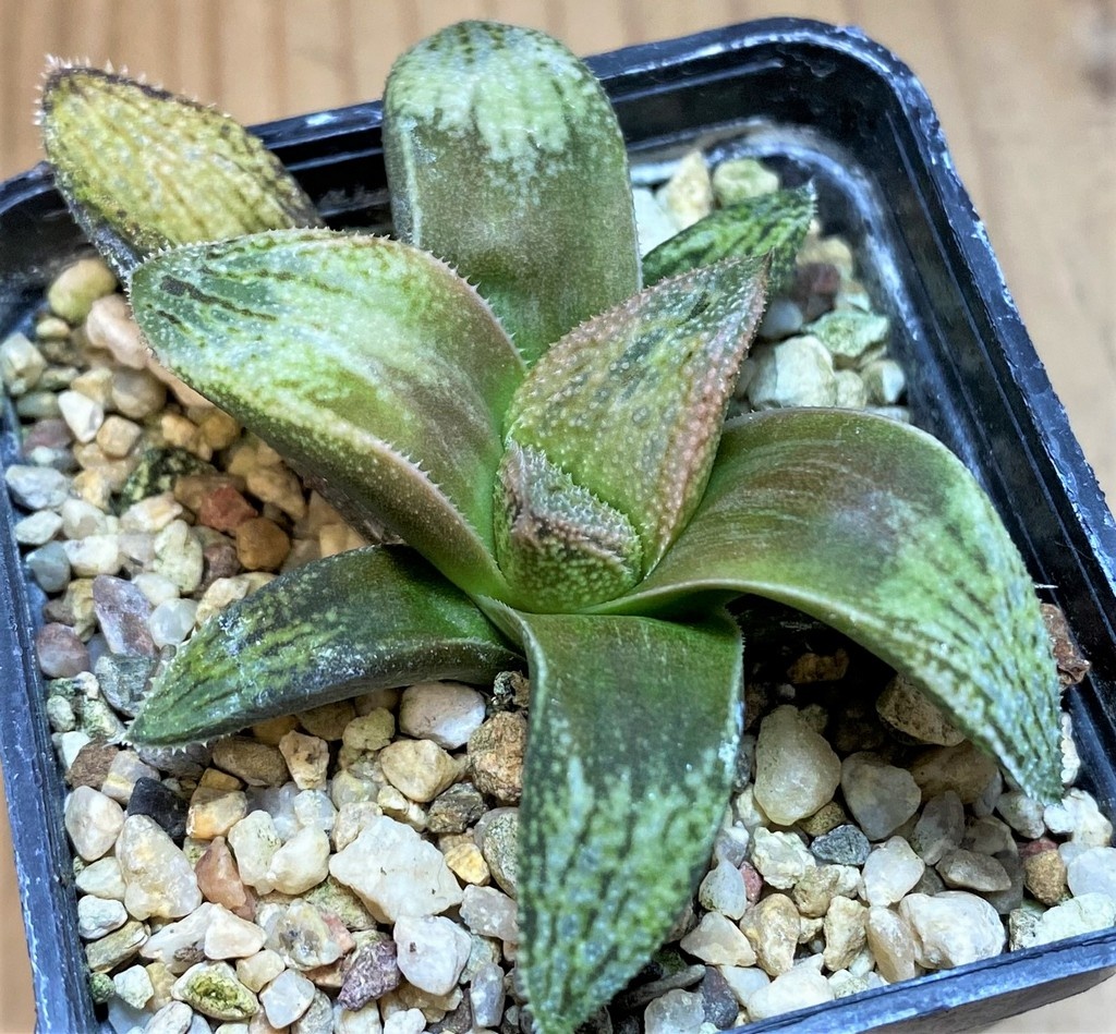SH26824 Haworthia splendens 'Hakuja' hybrid