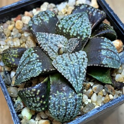 SH26825  Haworthia picta -Japan-
