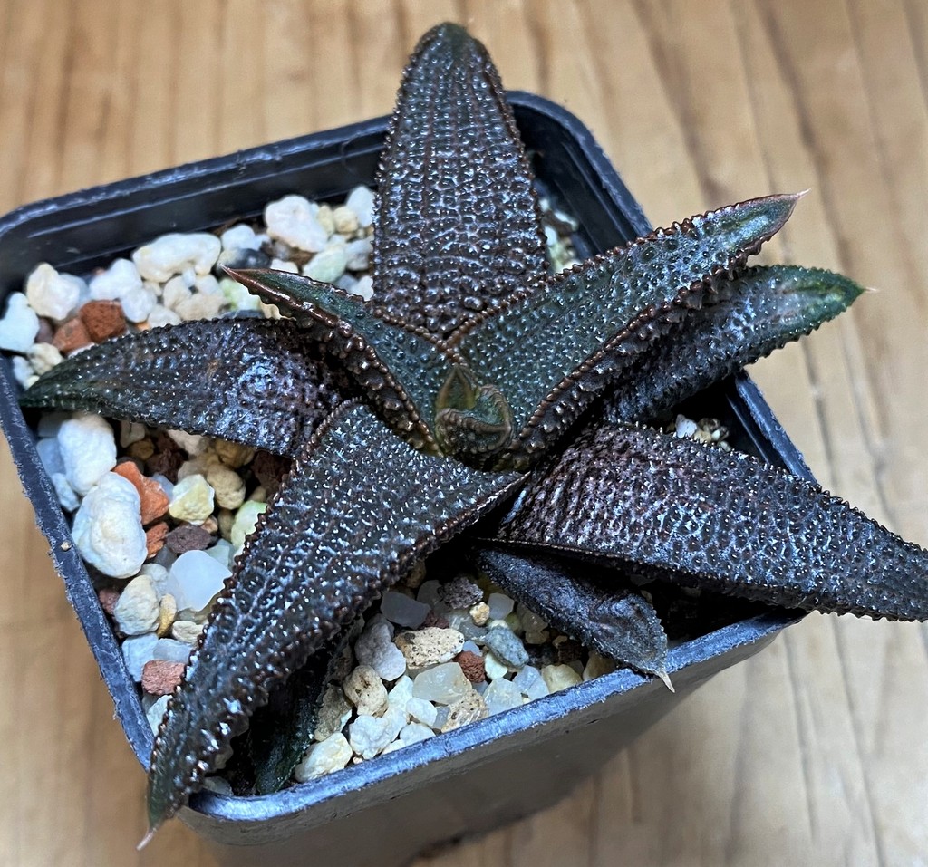 SH26827 Haworthia koelmaniorum