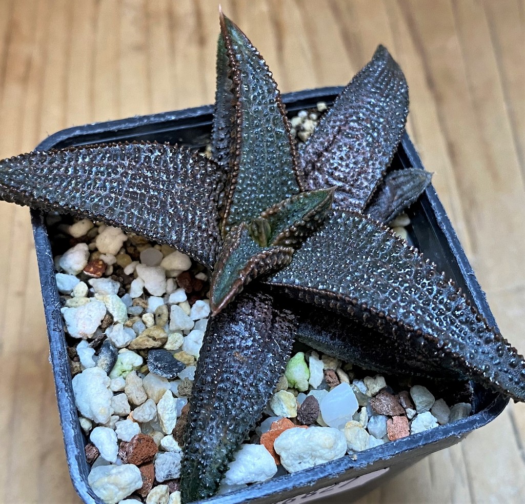 SH26827 Haworthia koelmaniorum - Image 2