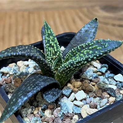 SH26830 Haworthia pumila x 'Kintaikyo'