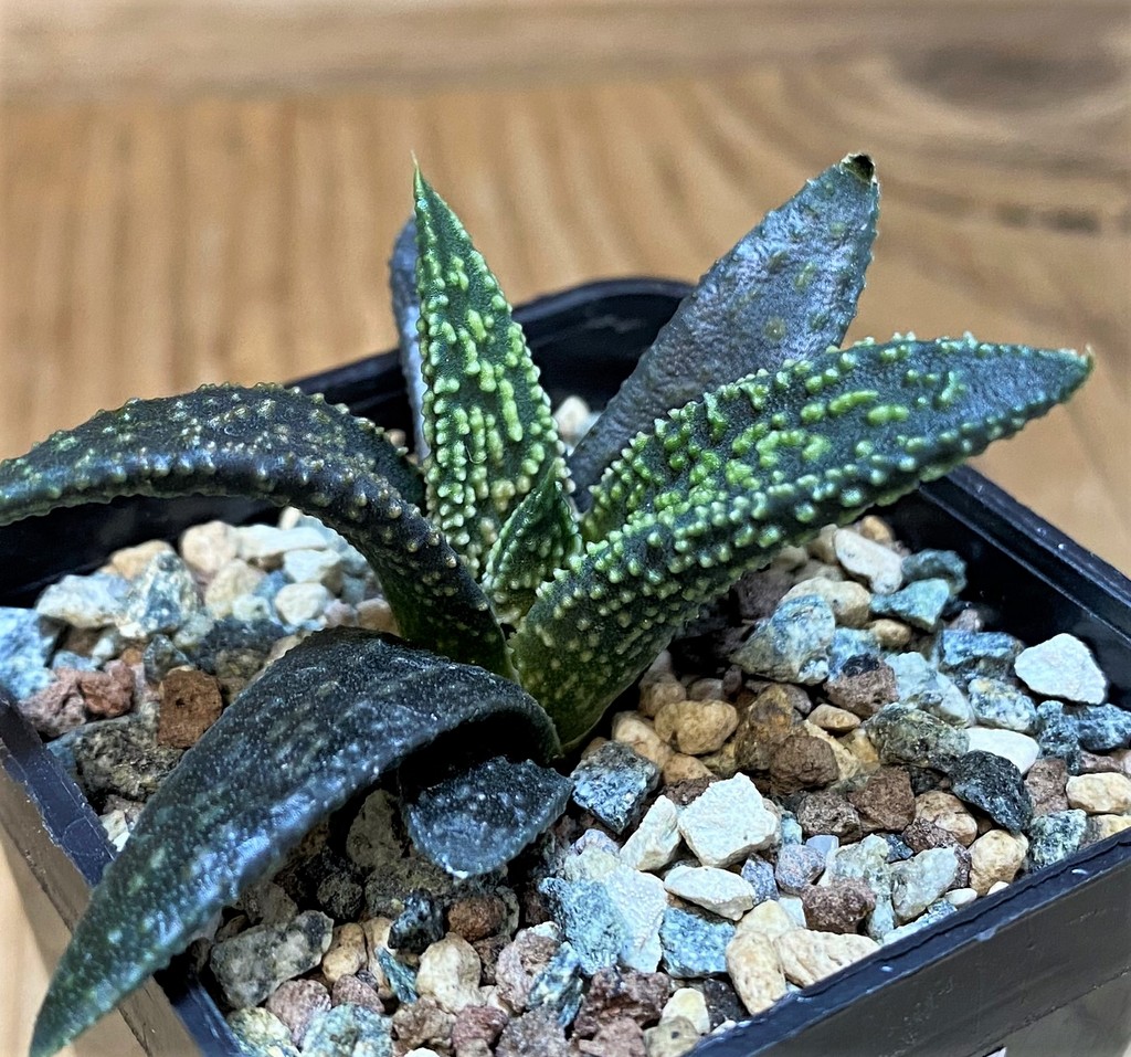 SH26830 Haworthia pumila x 'Kintaikyo'