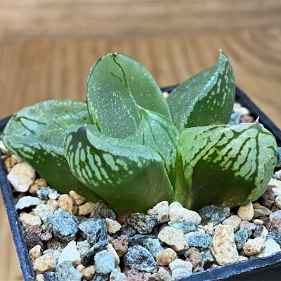 SH26832 Haworthia comptoniana 'Corn Poppy'