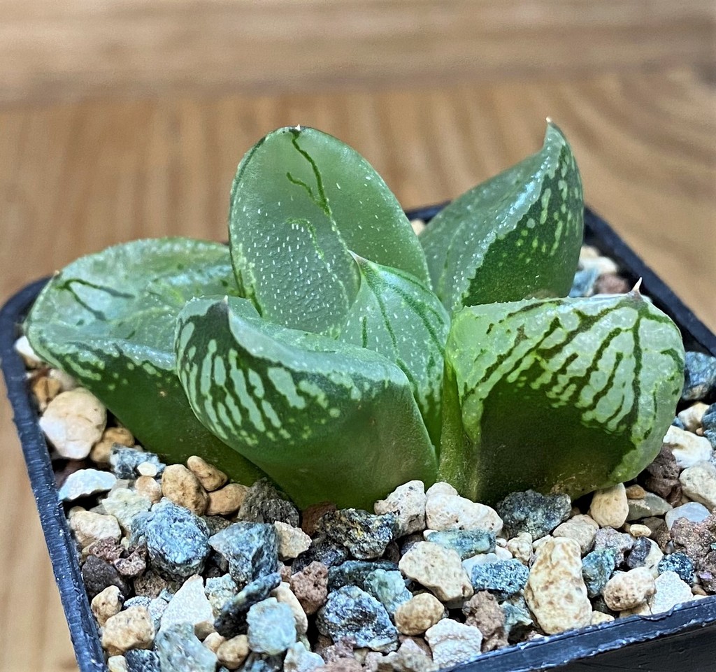 SH26832 Haworthia comptoniana 'Corn Poppy'