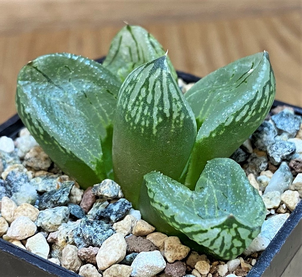 SH26832 Haworthia comptoniana 'Corn Poppy' - Image 2