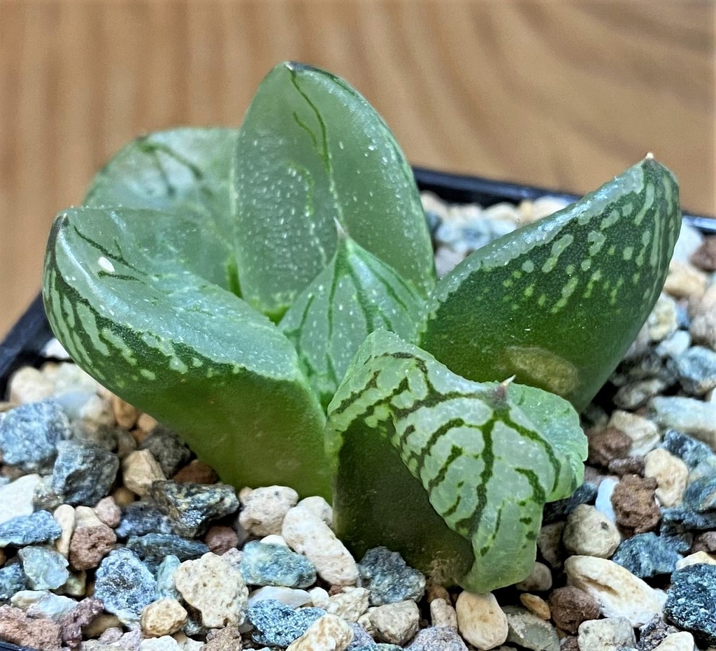 SH26832 Haworthia comptoniana 'Corn Poppy' - Image 3