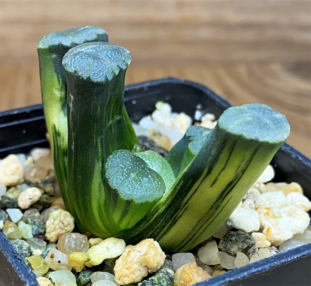 SH26833 Haworthia maughanii f. variegata