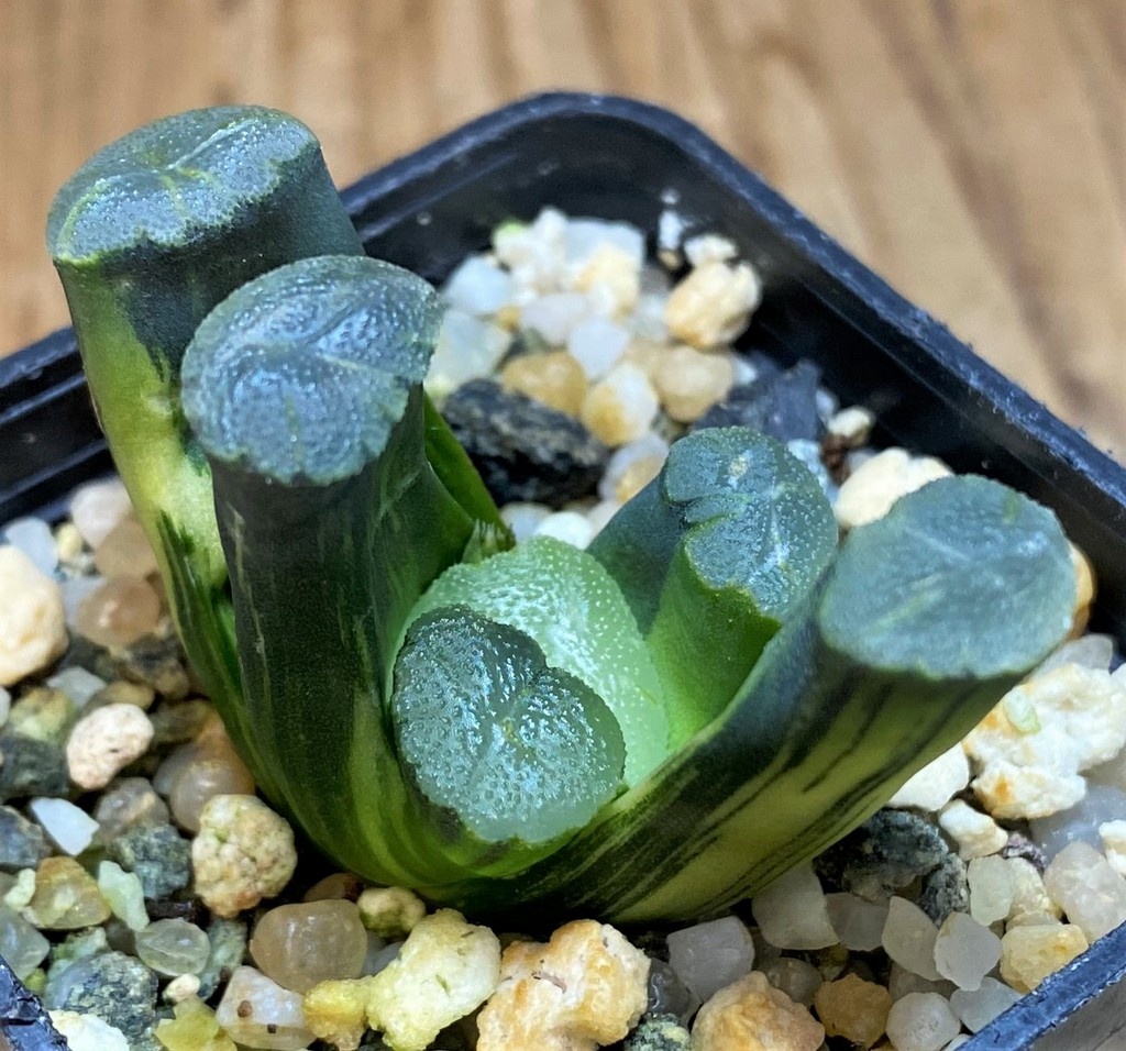 SH26833 Haworthia maughanii f. variegata - Image 2