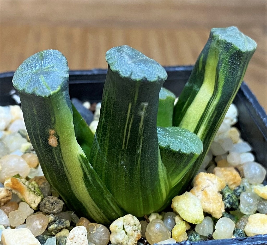 SH26833 Haworthia maughanii f. variegata - Image 3