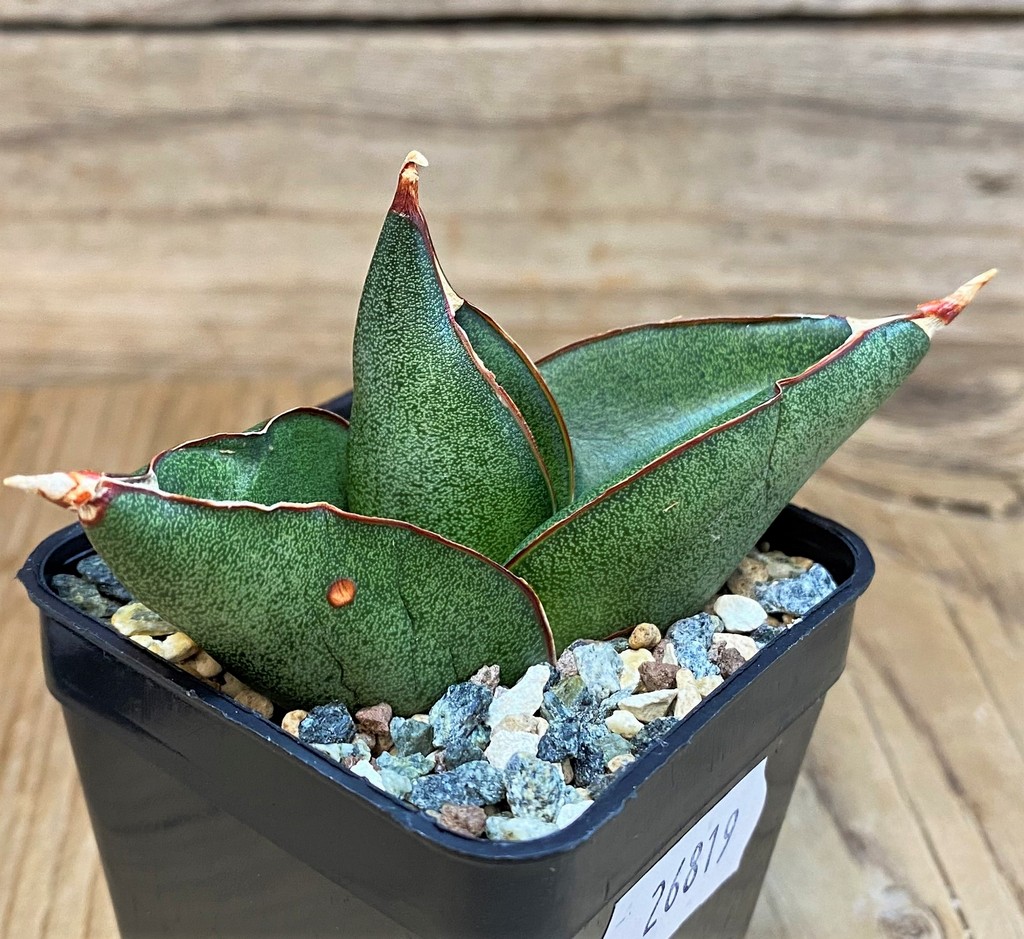 SH26819 Sansevieria ‘Opera House’ - Image 2