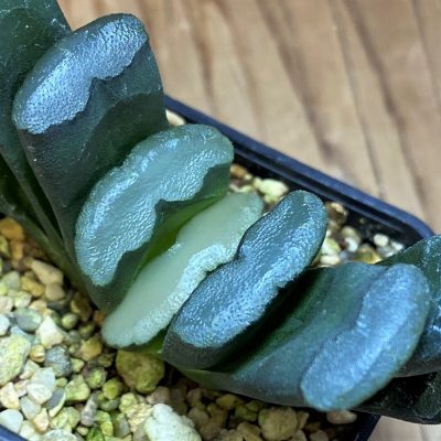 SH26834  Haworthia truncata