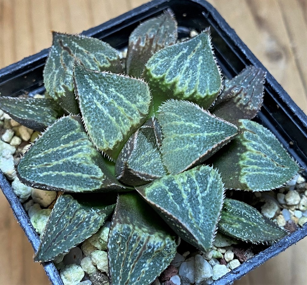 SH26836 Haworthia magnifica hybrid -Japan-