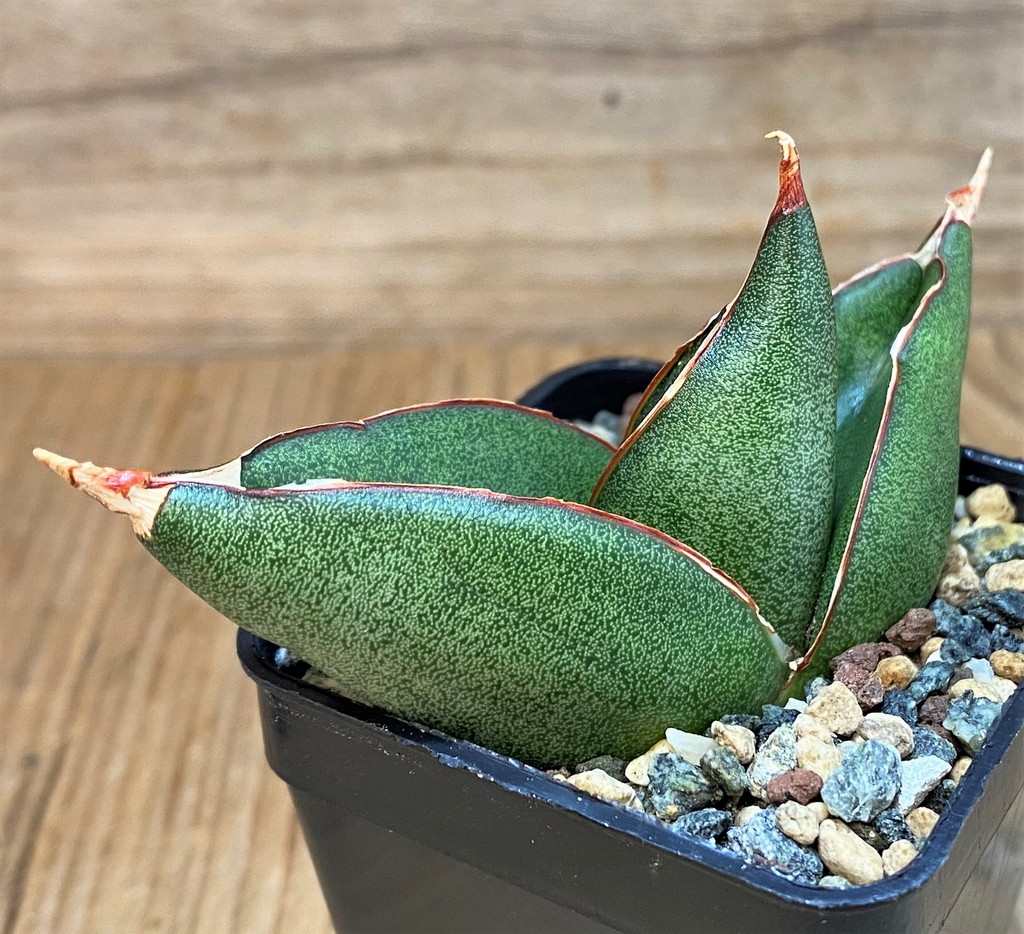 SH26819 Sansevieria ‘Opera House’
