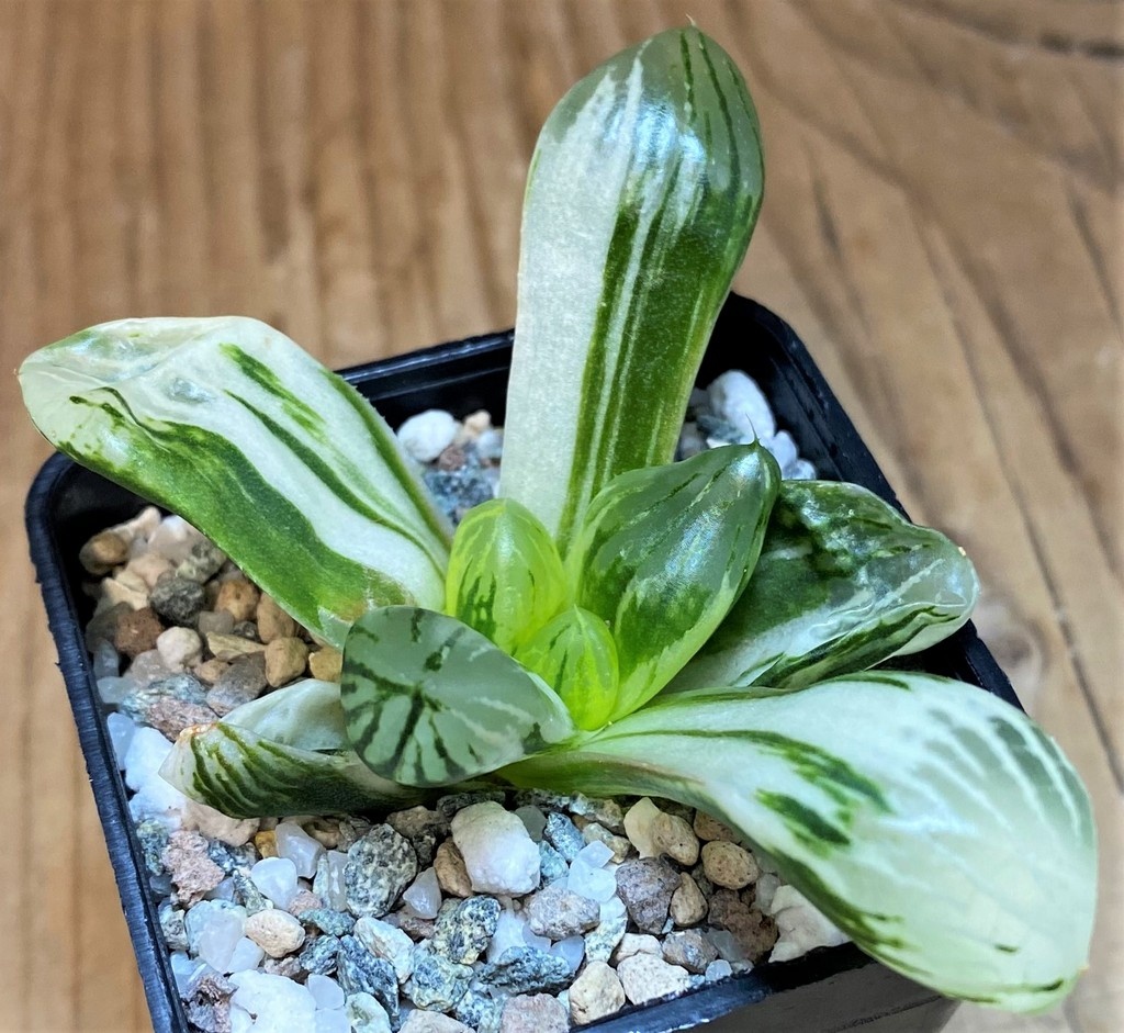 SH26839 Haworthia obtusa f. variegata - Image 2