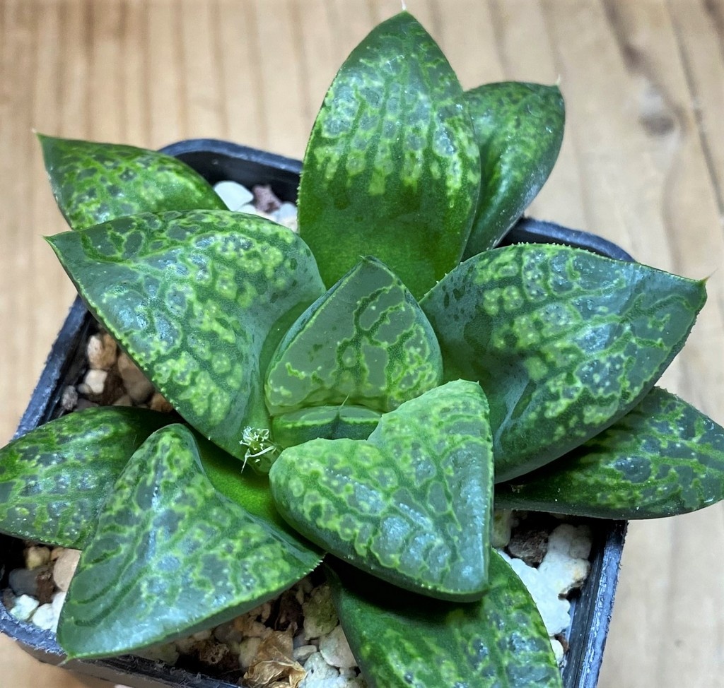 SH26845 Haworthia 'Kamen Butokai'