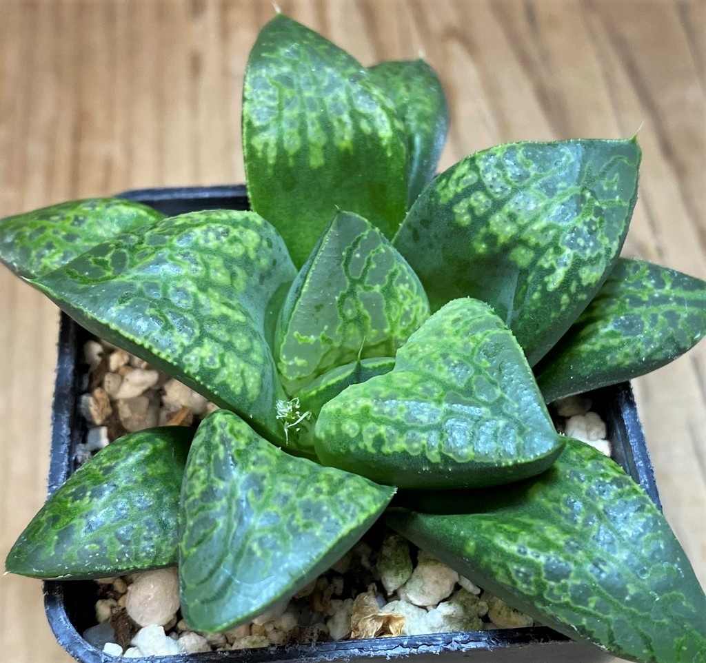 SH26845 Haworthia 'Kamen Butokai' - Image 2
